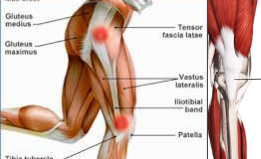 band of tissue connecting muscle and bone nyt