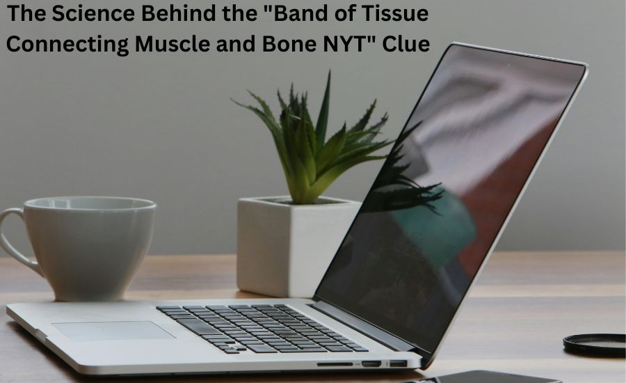 band of tissue connecting muscle and bone nyt