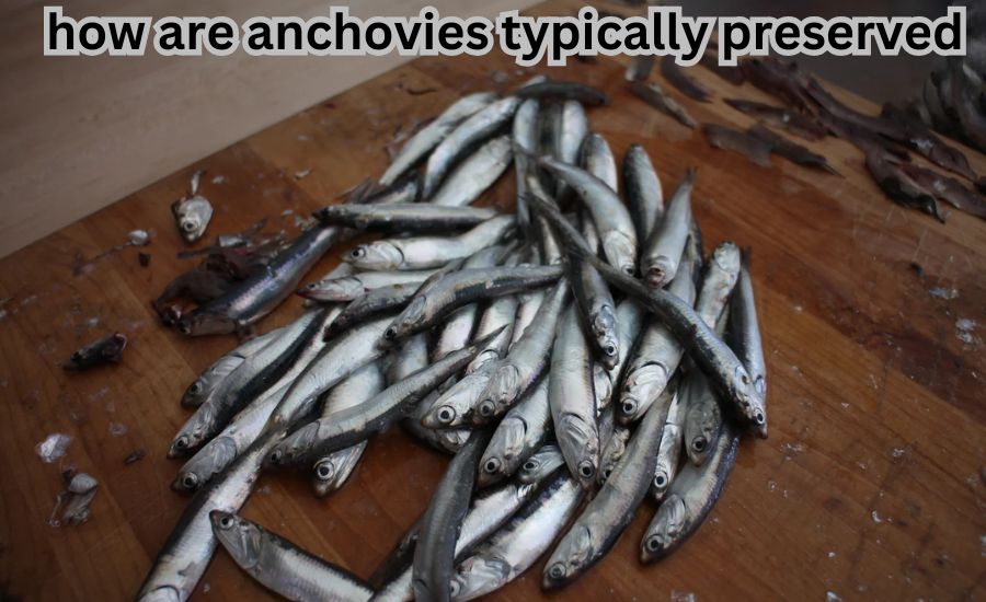 how are anchovies typically preserved