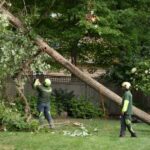 How to Handle a Fallen Tree in Your NOLA Yard