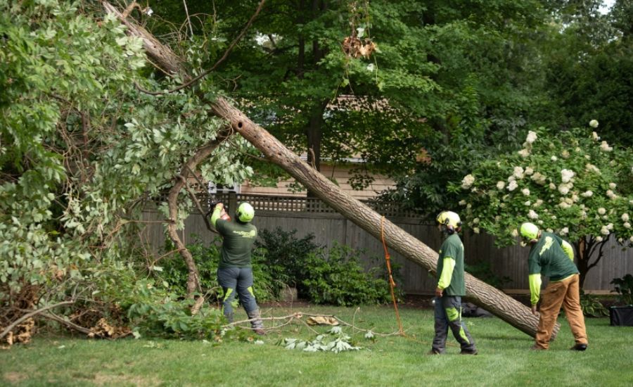 How to Handle a Fallen Tree in Your NOLA Yard